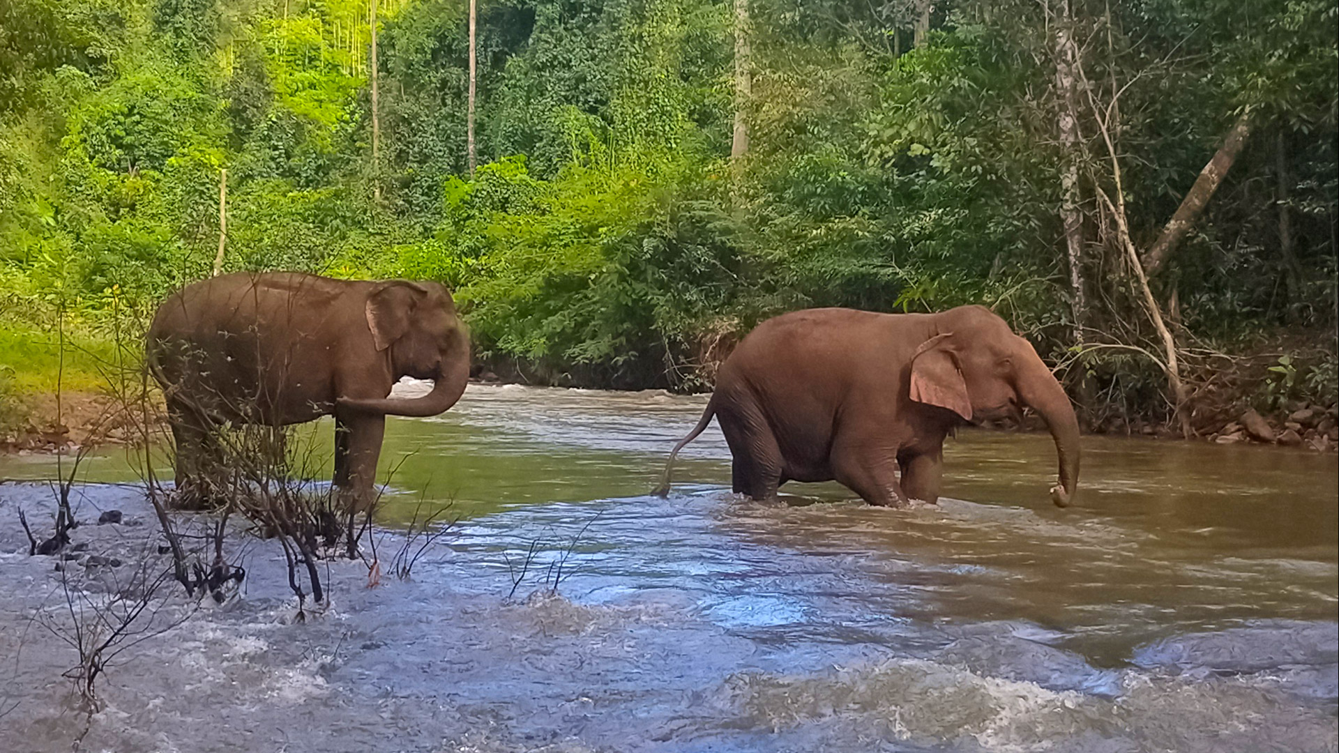 Elephants at Mondulkiri Wildlife Safari