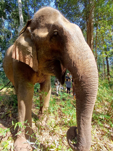 elephant photos by Steve Frankham