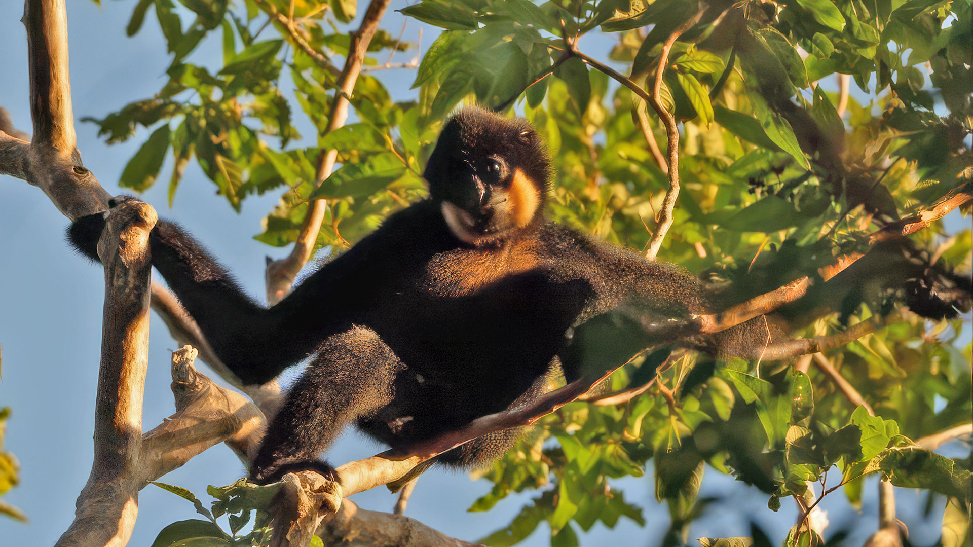 Gibbon at Mondulkiri Wildlife Safari