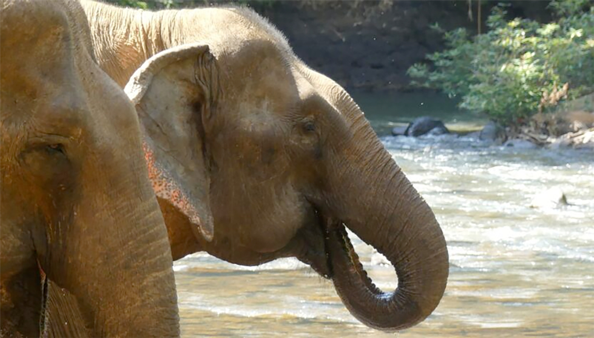 elephant photos by Steve Frankham