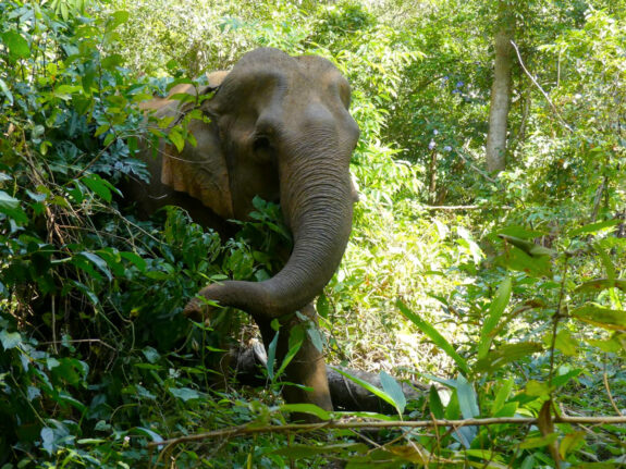 elephant G Bang at Bunong in Cambodia