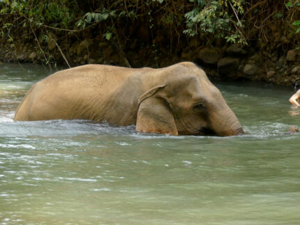 elephant photos by Steve Frankham