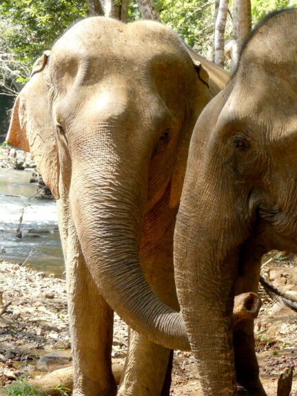 elephant photos by Steve Frankham