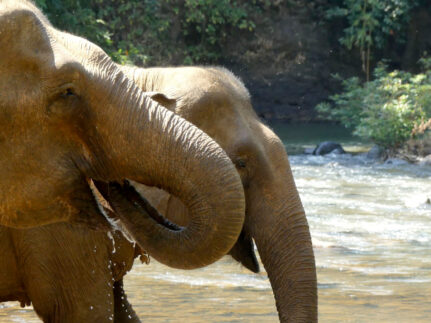 elephant photos by Steve Frankham